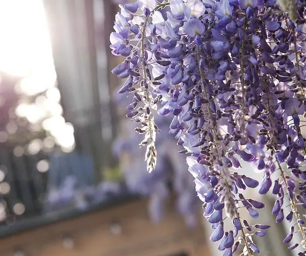 Pop Up Lindenegg Hotel 3*